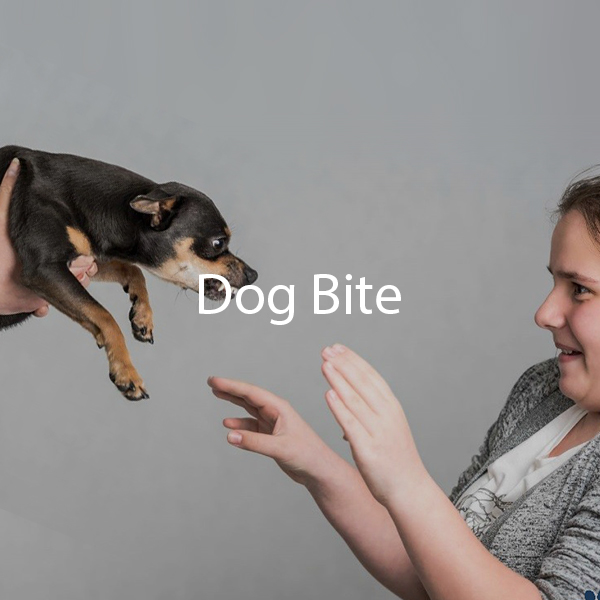 Dogs Bite Main Banner Mobile 2018